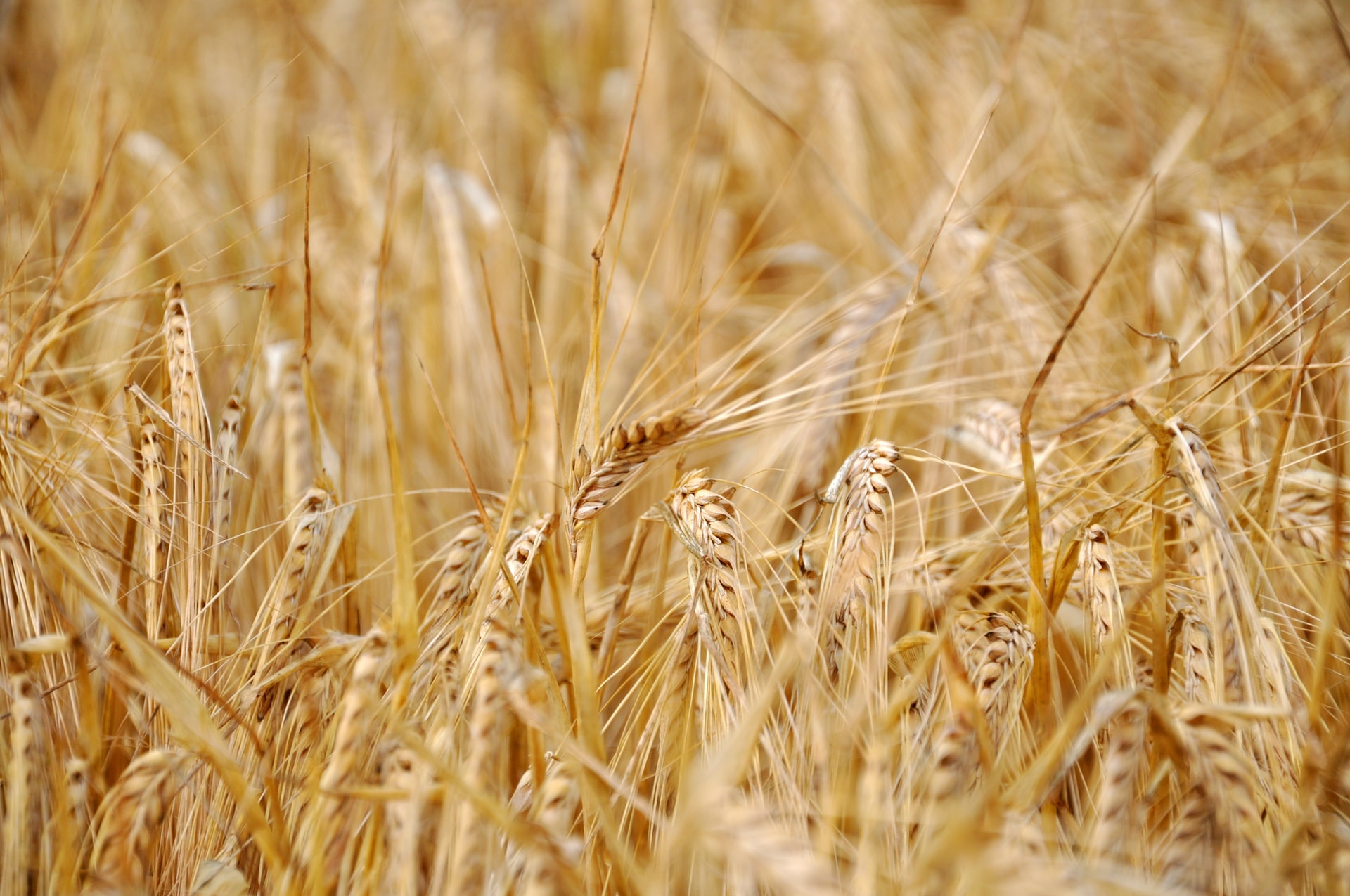 De ce trebuie sa folosim cele mai bune silozuri pentru depozitarea cerealelor?